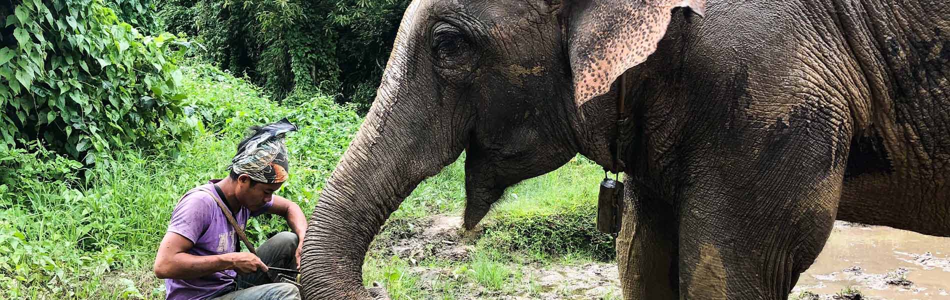 Half-day Elephant Village Sanctuary