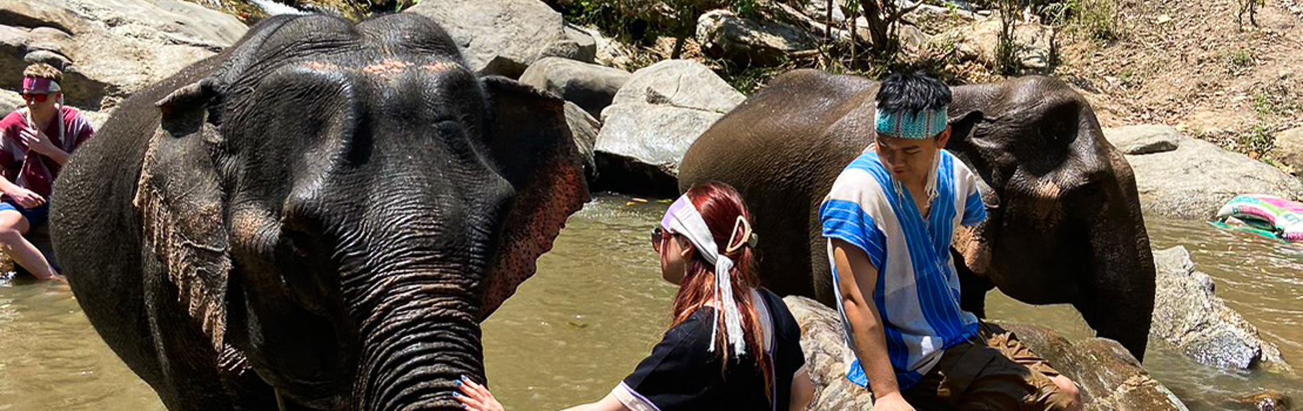 Full-day Elephants At Home