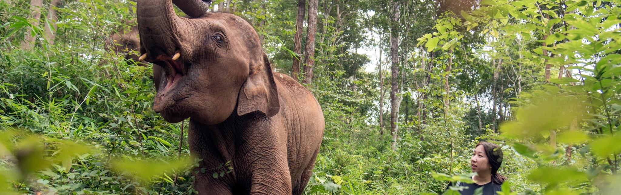 Full-day Visit Chiang Mai Elephant Friends