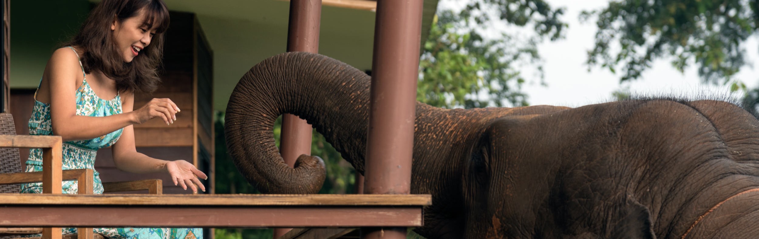 Elephant Wake Up Chiang Mai Elephant Friends
