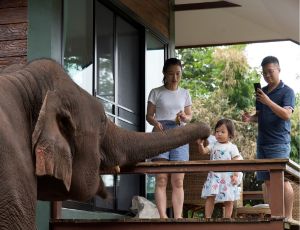Elephant Wake Up Chiang Mai Elephant Friends