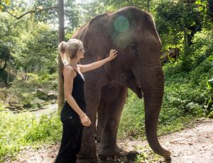 Full-day Visit Chiang Mai Elephant Friends