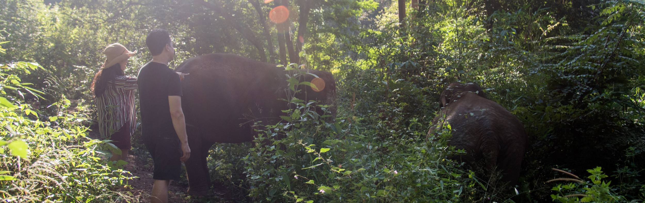 Feed and Walk Chiang Mai Elephant Friends