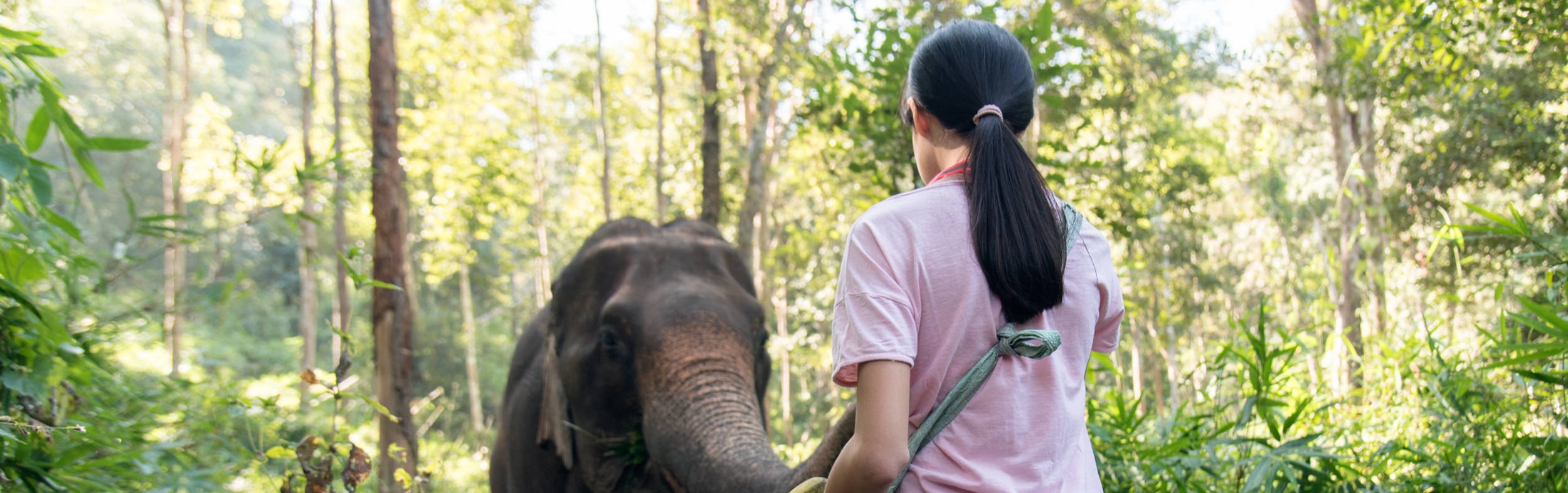 Elephant care Chiang Mai Elephants