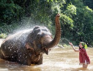 Full-day visit (Child) without bamboo rafting Chiang Mai Elephant Friends