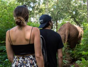 Feed and Walk Chiang Mai Elephant Friends