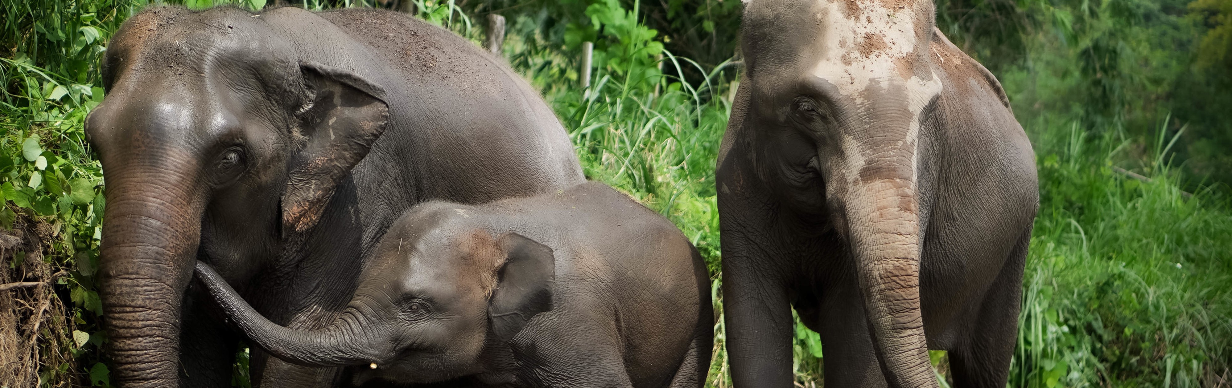 Half-Day Program (Morning/ Afternoon) Elephant Jungle Sanctuary Chiang Mai