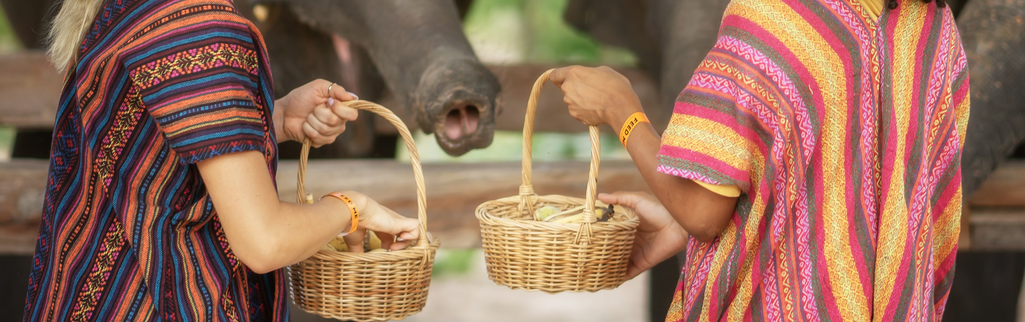 Feed and Shower Program Elephant Jungle Sanctuary Chiang Mai