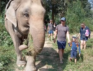 Half-Day (Afternoon) Elephant Haven Kanchanaburi
