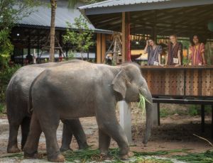 Feed and Shower Program Elephant Jungle Sanctuary Chiang Mai