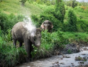 Half-Day Program (Morning/ Afternoon) Elephant Jungle Sanctuary Chiang Mai