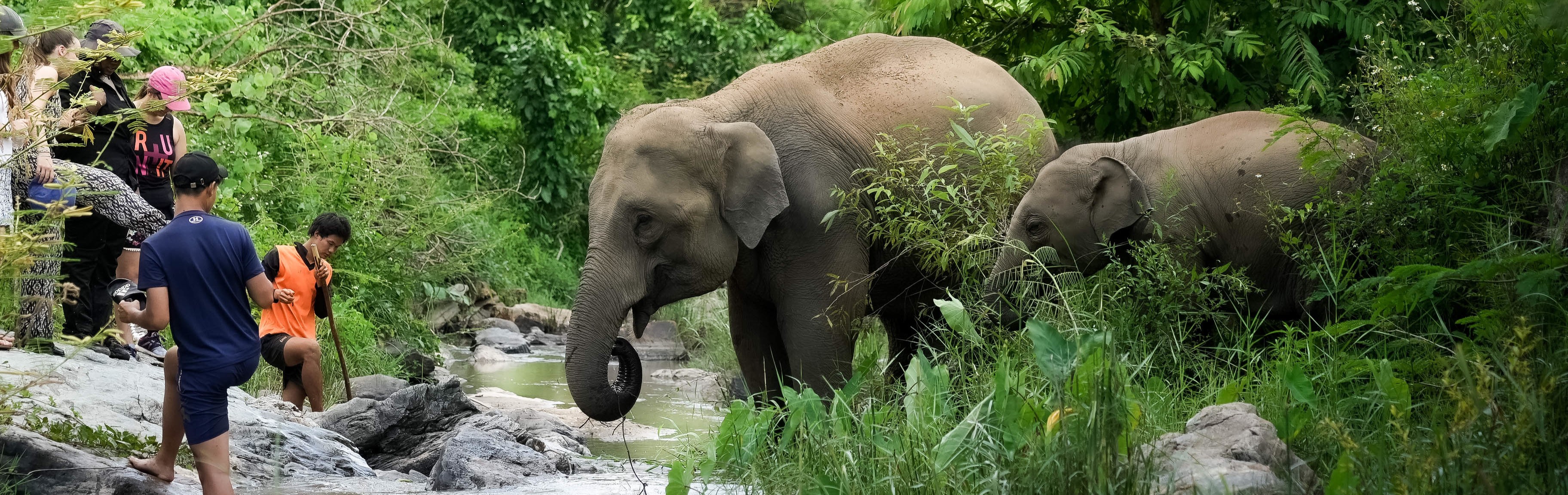 Watch me Program Elephant Jungle Sanctuary Chiang Mai
