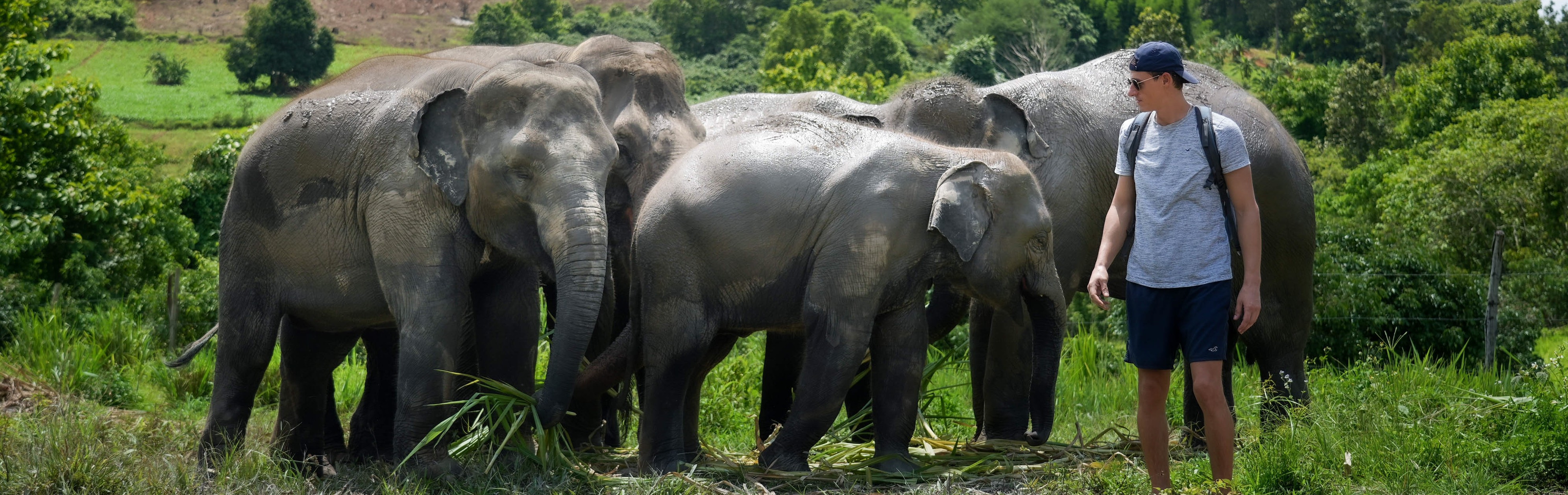 Full-Day visit Elephant Jungle Sanctuary Chiang Mai