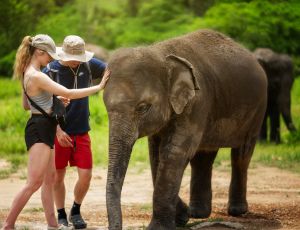 Full-Day visit Elephant Jungle Sanctuary Chiang Mai
