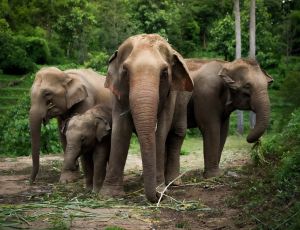 Overnight program Elephant Jungle Sanctuary Chiang Mai