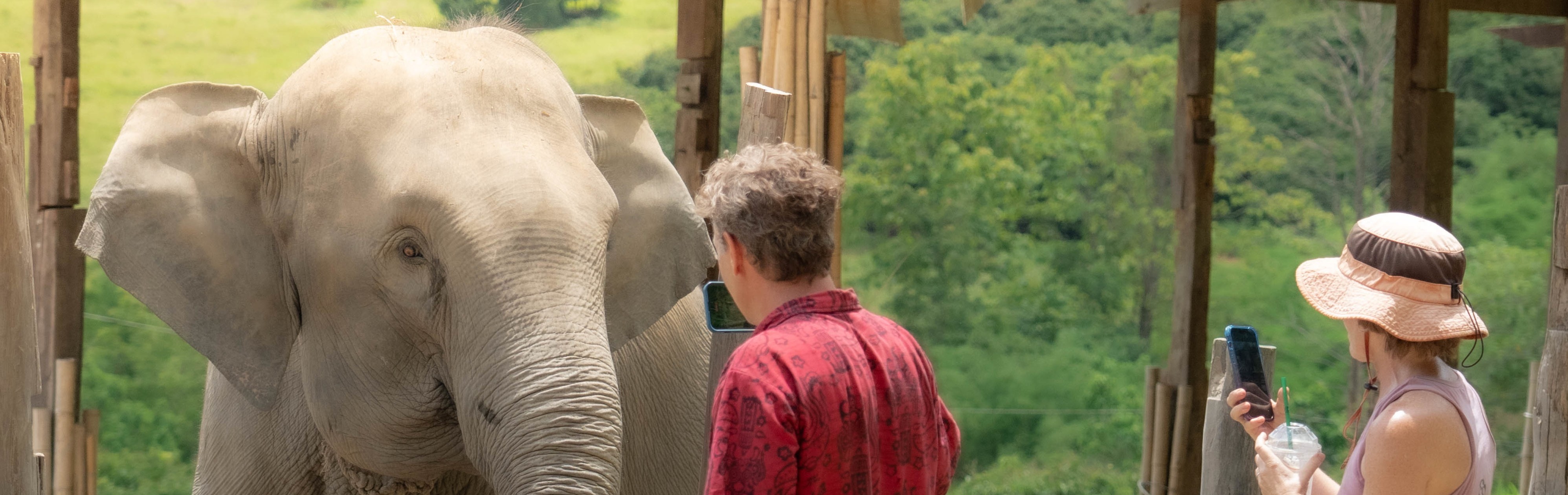 Feed and Shower Program Elephant Jungle Sanctuary Phuket