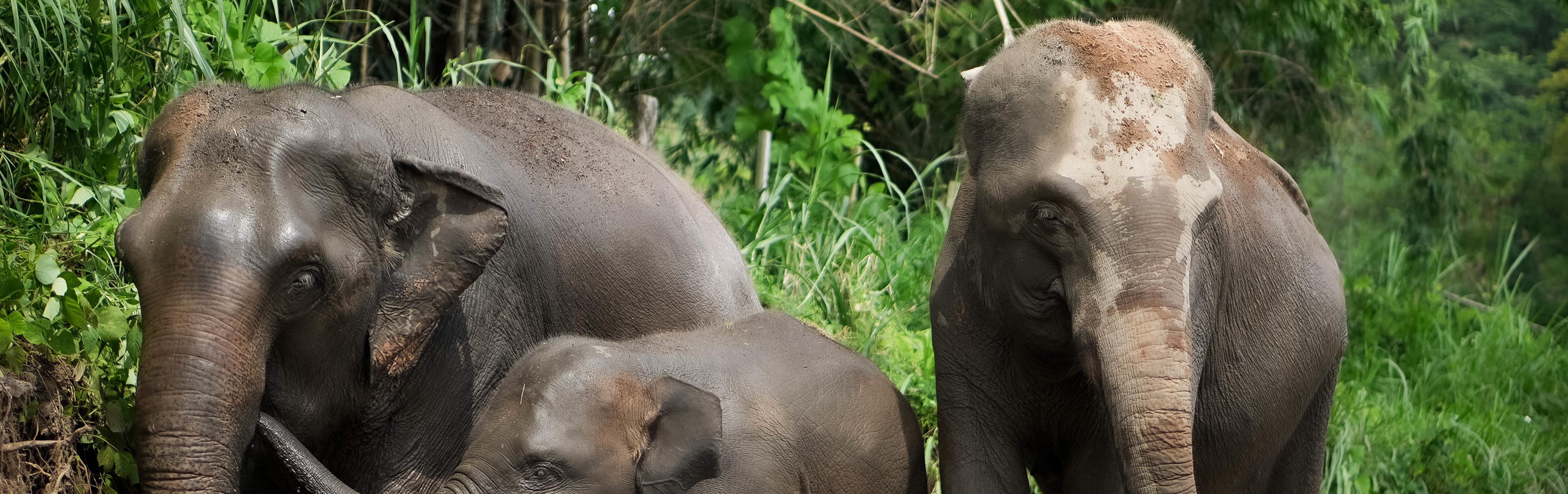 Half-Day program Elephant Jungle Sanctuary Phuket