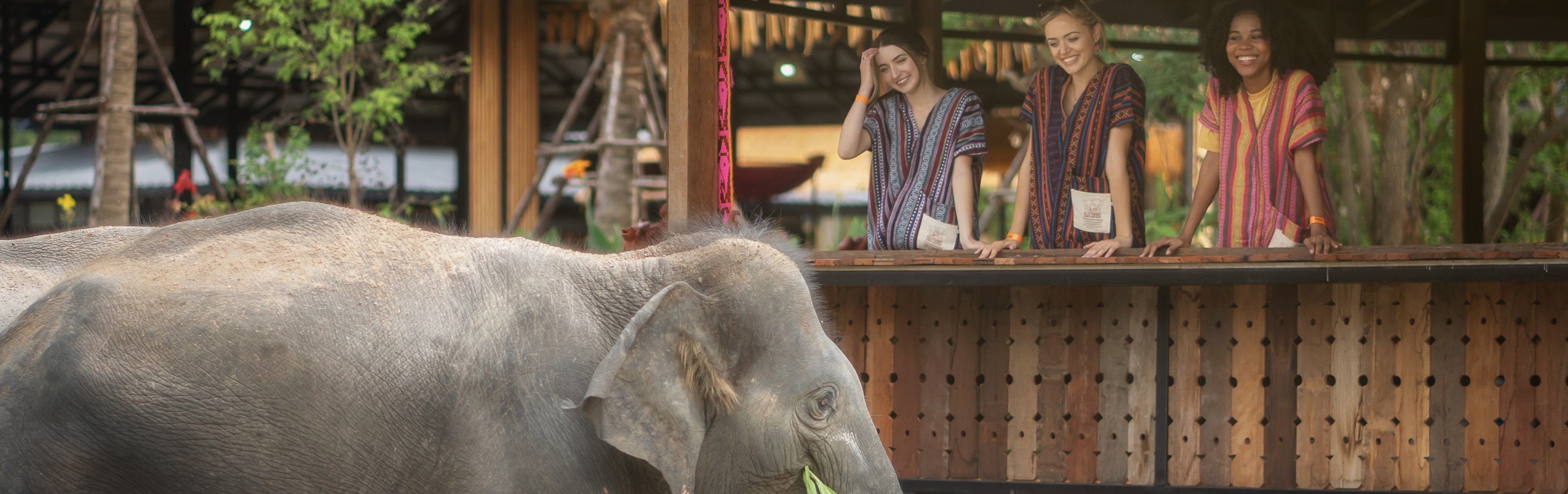 Feed Me Program Elephant Jungle Sanctuary Phuket