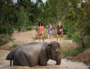 Feed Me Program Elephant Jungle Sanctuary Phuket