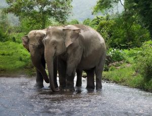 Half-Day program Elephant Jungle Sanctuary Phuket