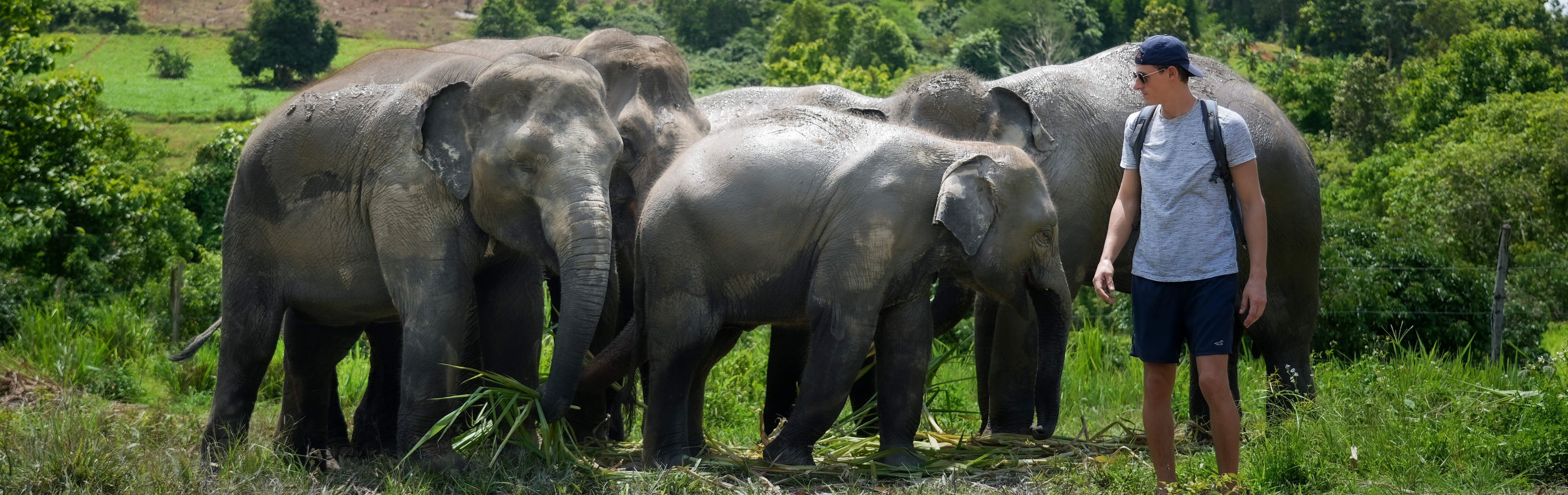 Watch Me Program Elephant Jungle Sanctuary Phuket