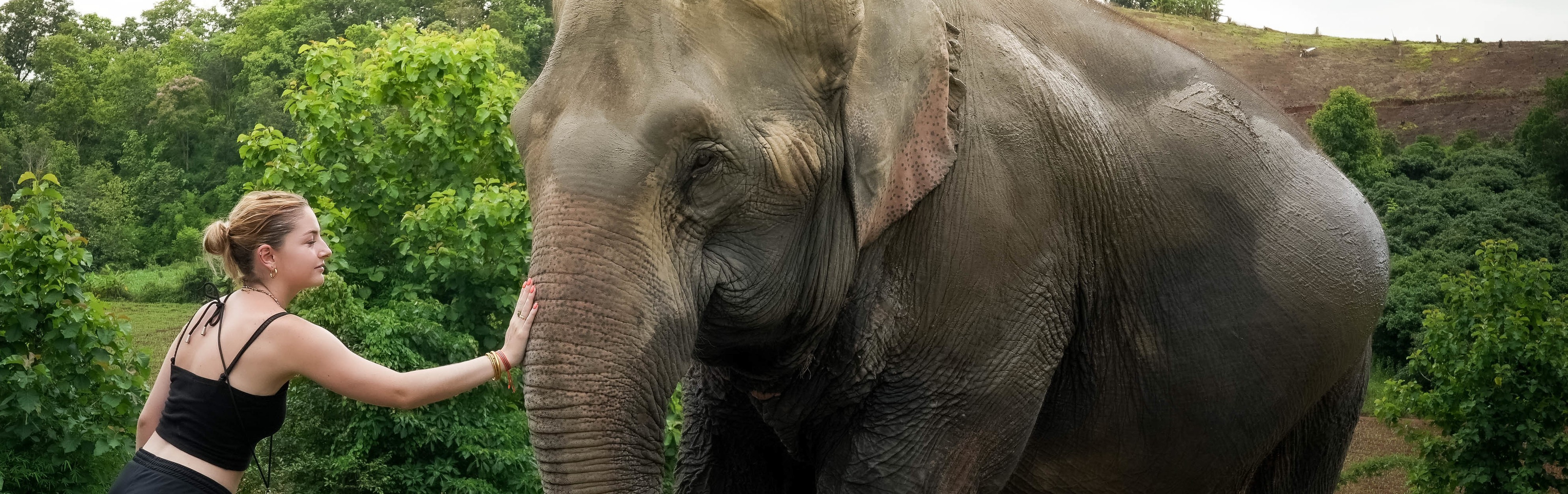 Half day program Elephant Jungle Sanctuary Pattaya