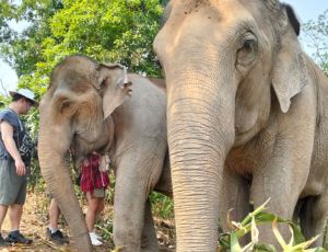 Half-day (Afternoon) Elephant Village Sanctuary Chiang Mai
