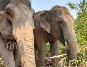 2 Days 1 Night Elephant Village Sanctuary Chiang Mai