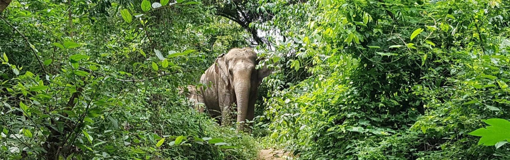 Over Night Elephant Haven Kanchanaburi