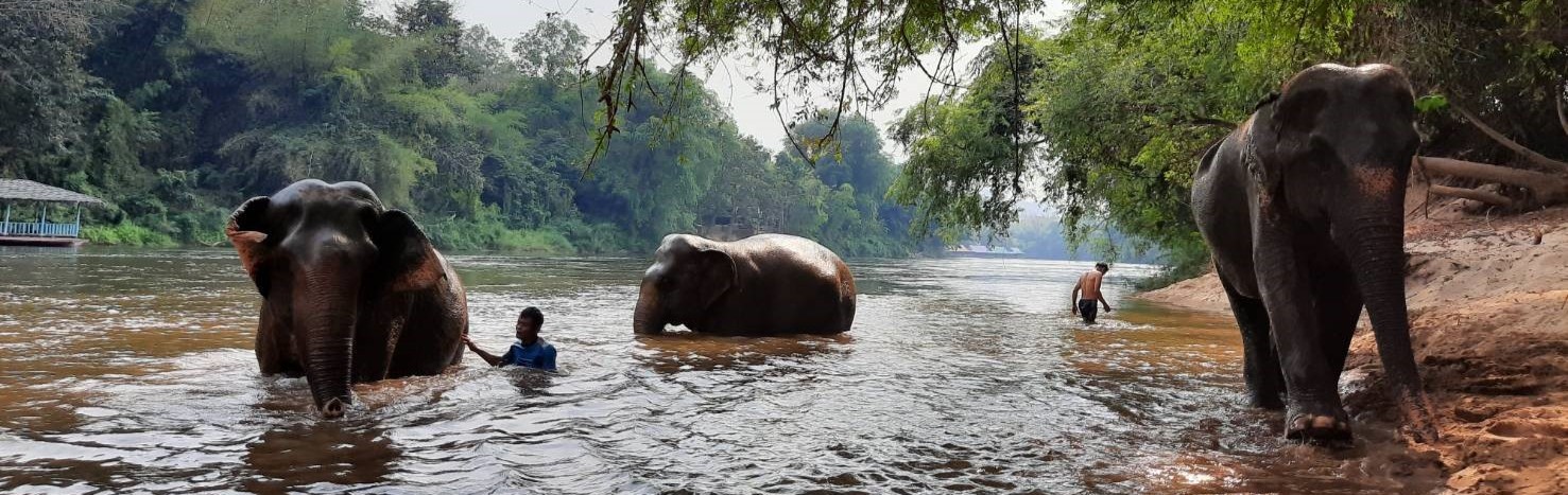 Single day program Elephant Haven Kanchanaburi