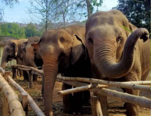Single day program Elephant Haven Kanchanaburi