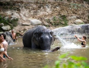 Half-Day Morning Into the Wild Chiang Mai