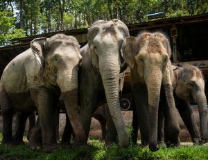 Full-Day Into the Wild Chiang Mai