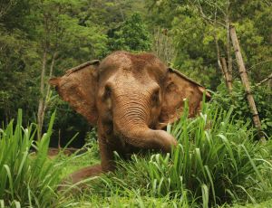 Half-Day Phuket Elephant Nature Reserve