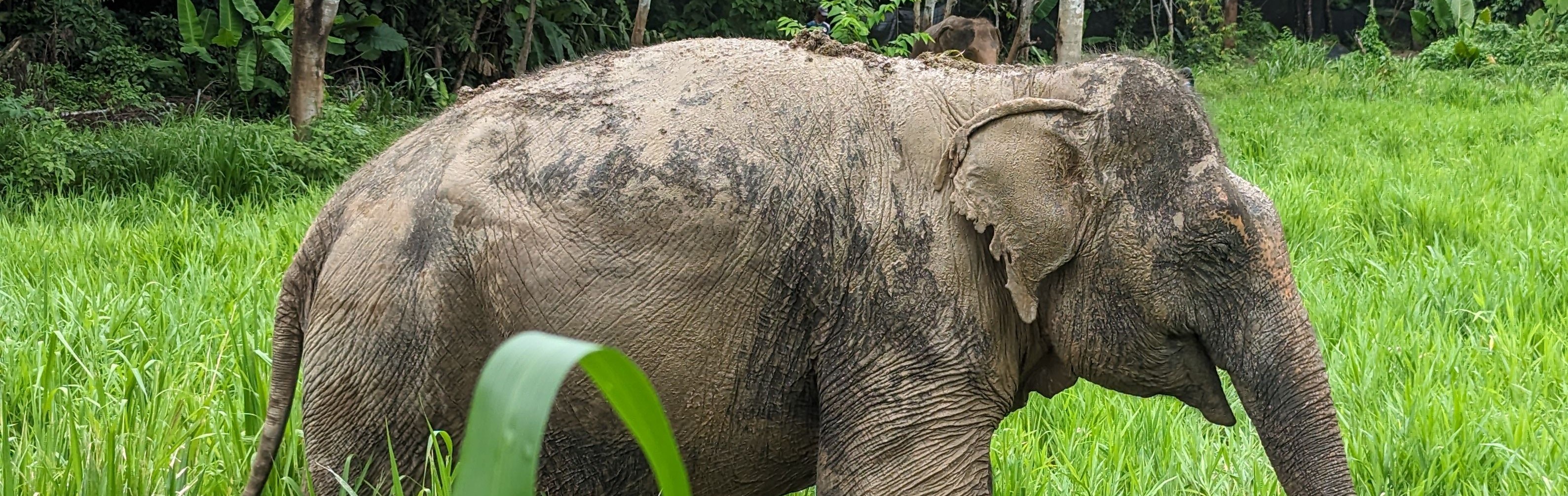 Half-Day Phuket Elephant Nature Reserve