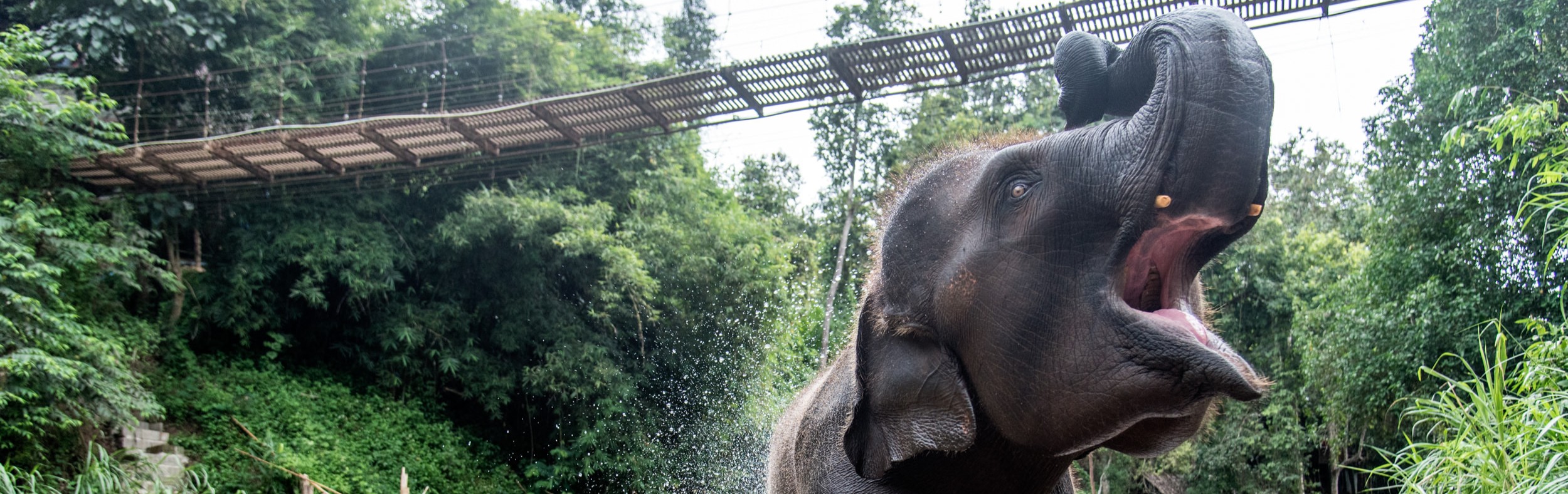 Full-Day Visit Tawan Riverside Elephant Resort Chiang Mai