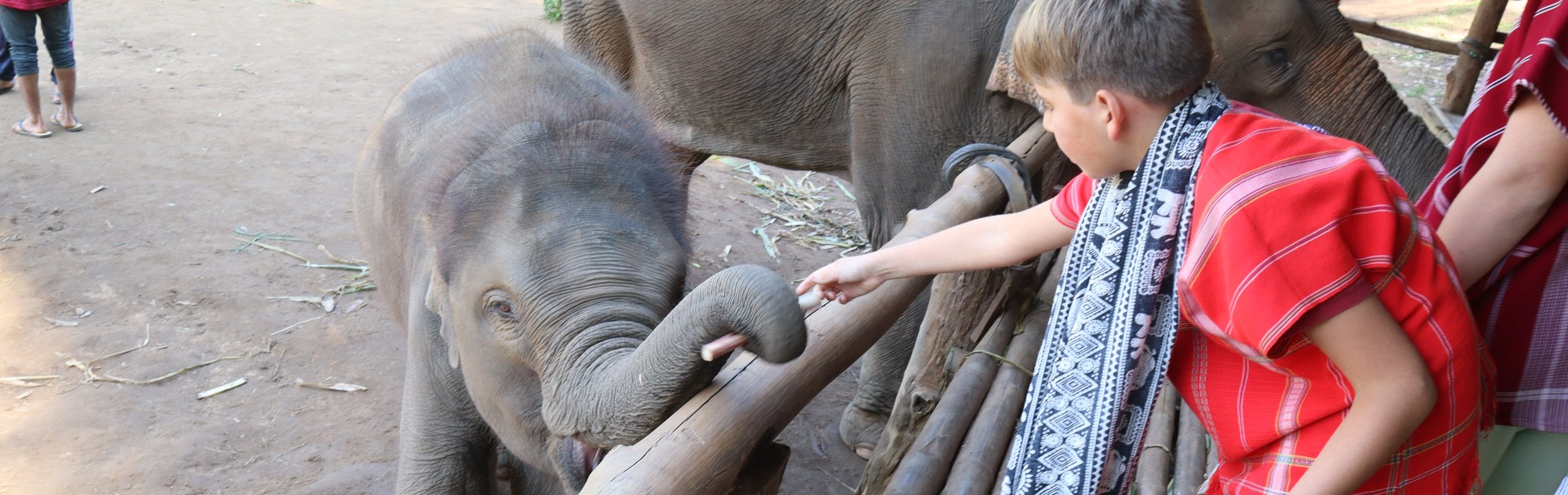 Full-Day elephant care and sticky waterfall Bamboo Elephant Chiang Mai
