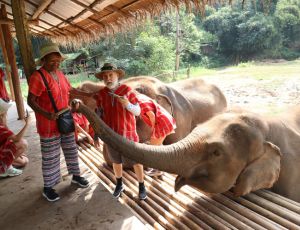 One day trekking, white water rafting and elephant care Bamboo Elephant Chiang Mai