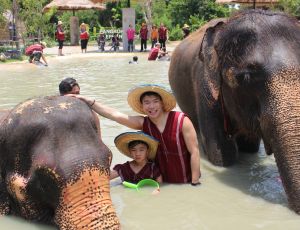 Full-Day Bangkok Elephant Park