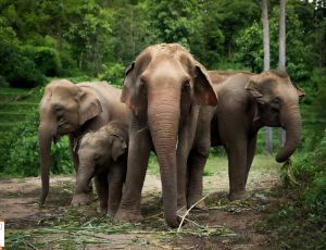 Half day program Elephant Jungle Sanctuary Pattaya